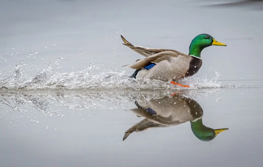 Mallard duck landing with a splash